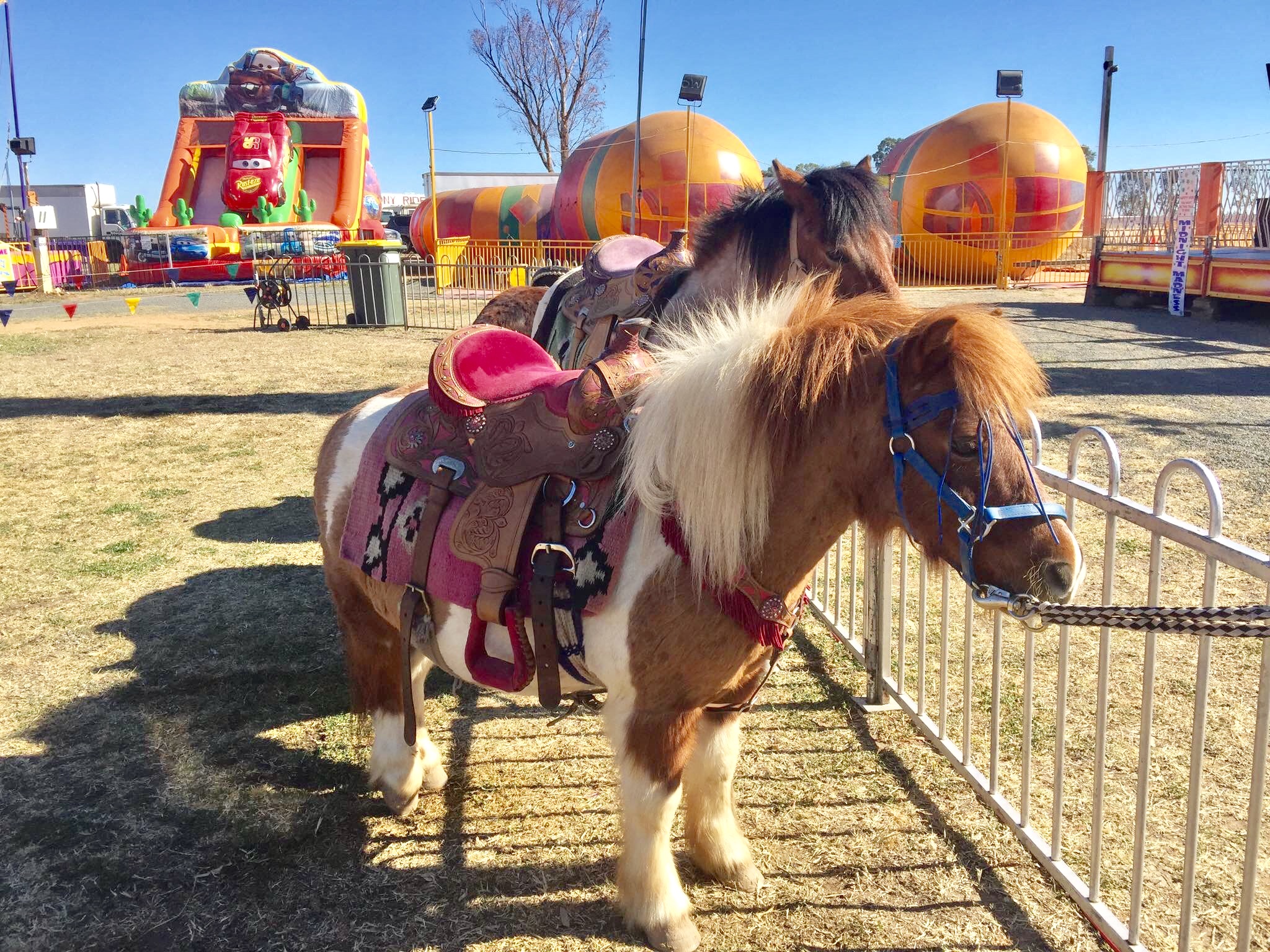 Pony Rides – Events Community